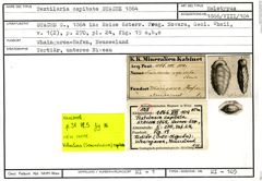 Karteikarte zum Holotyp von Textilaria capitata Stache, 1864